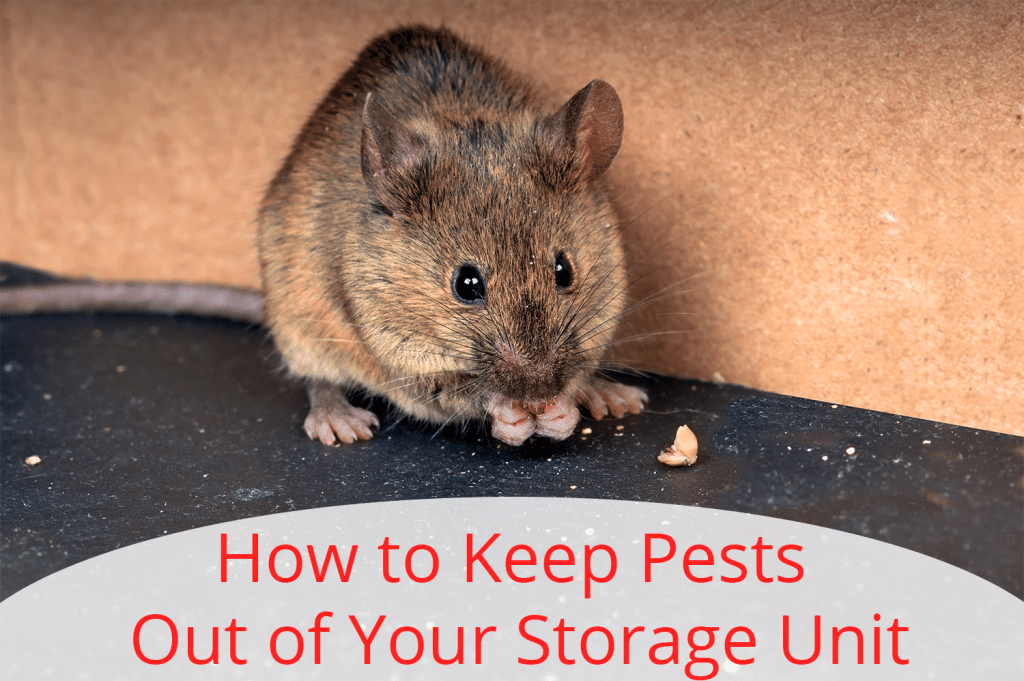 How to Keep Pests Out of Your Storage Unit Bay Street Storage