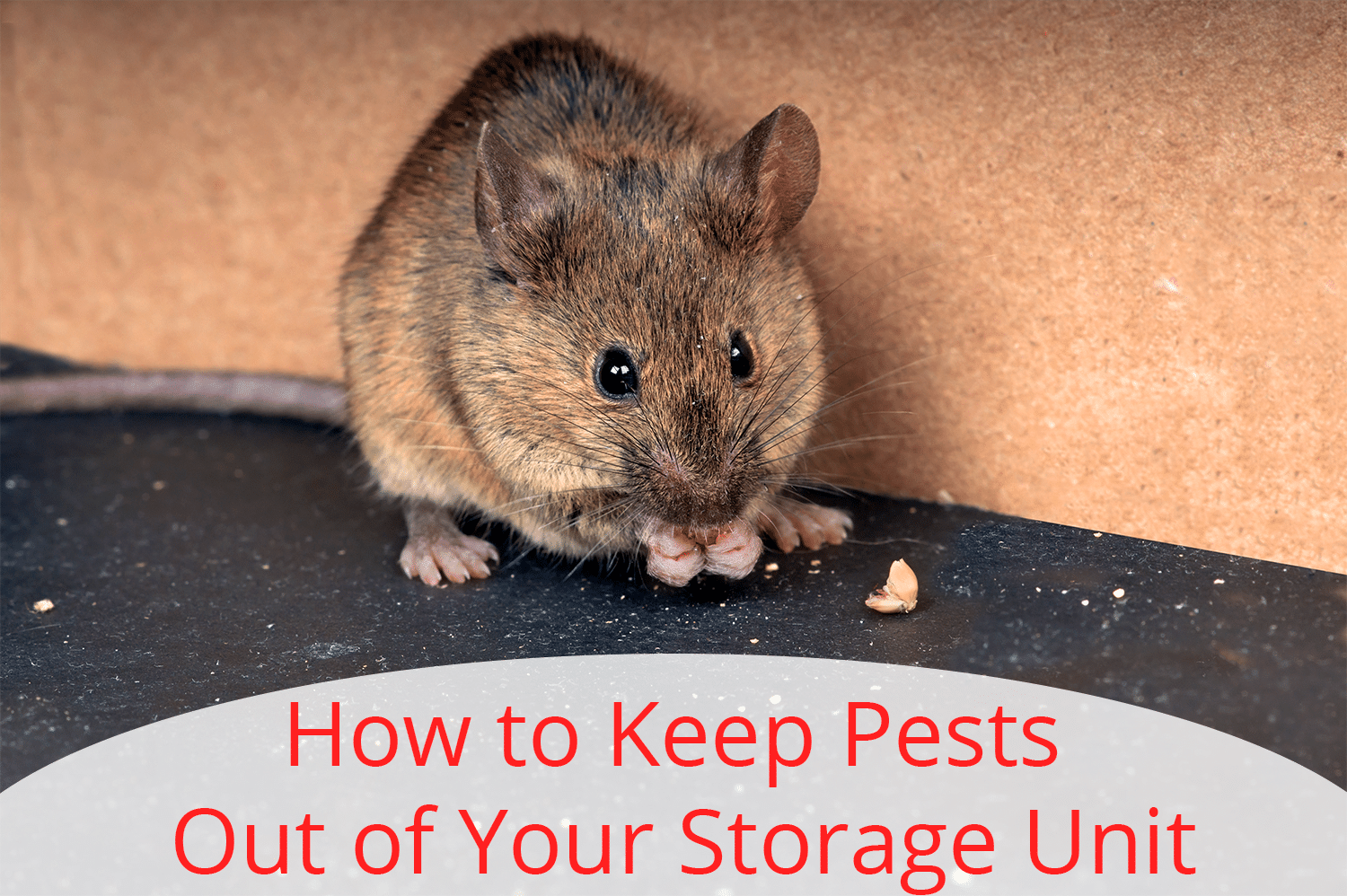 A brown mouse eating a seed next to a cardboard box. If only the storage unit owner knew about how to keep pests out of your storage unit.